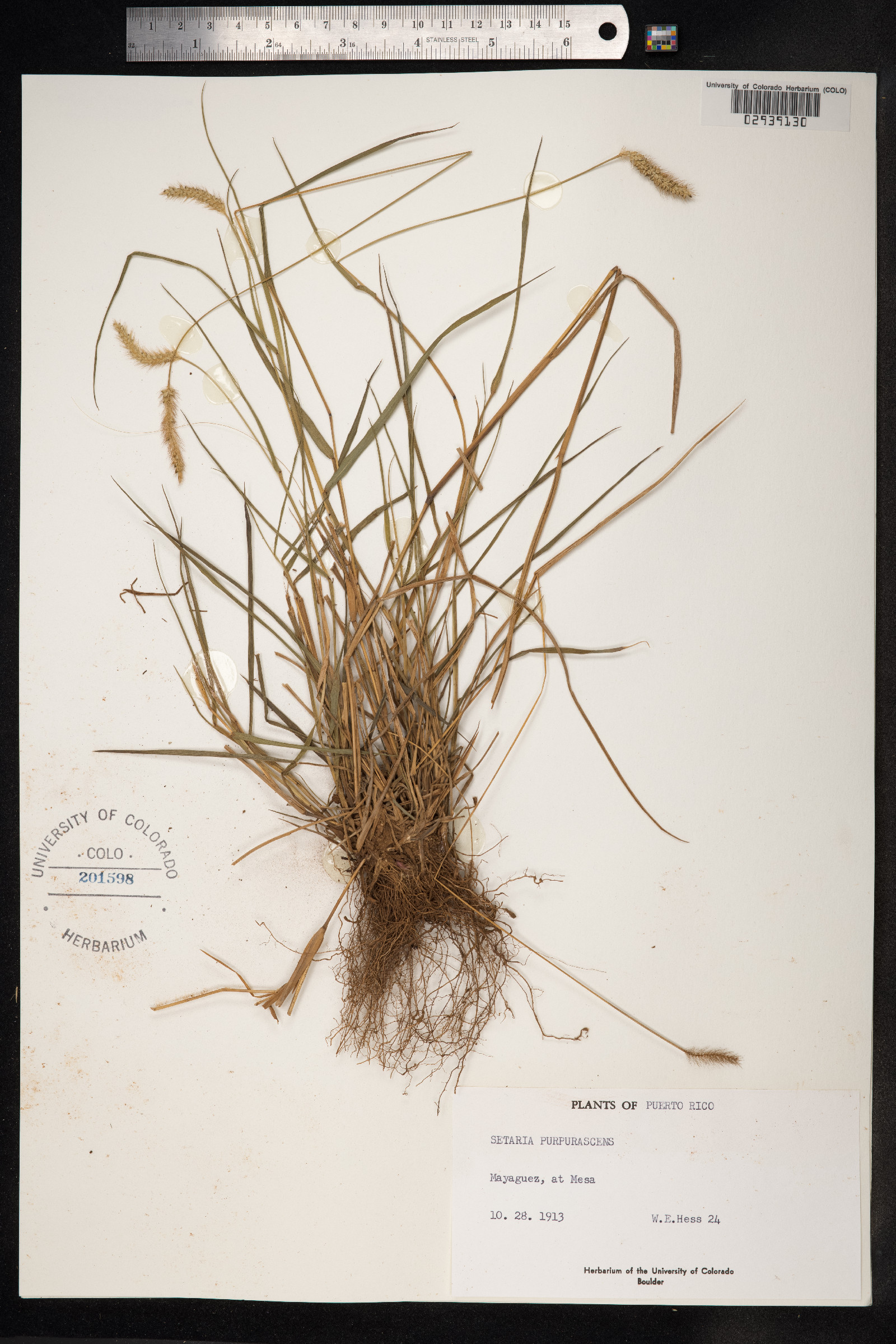 Setaria parviflora image