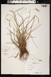 Setaria parviflora image