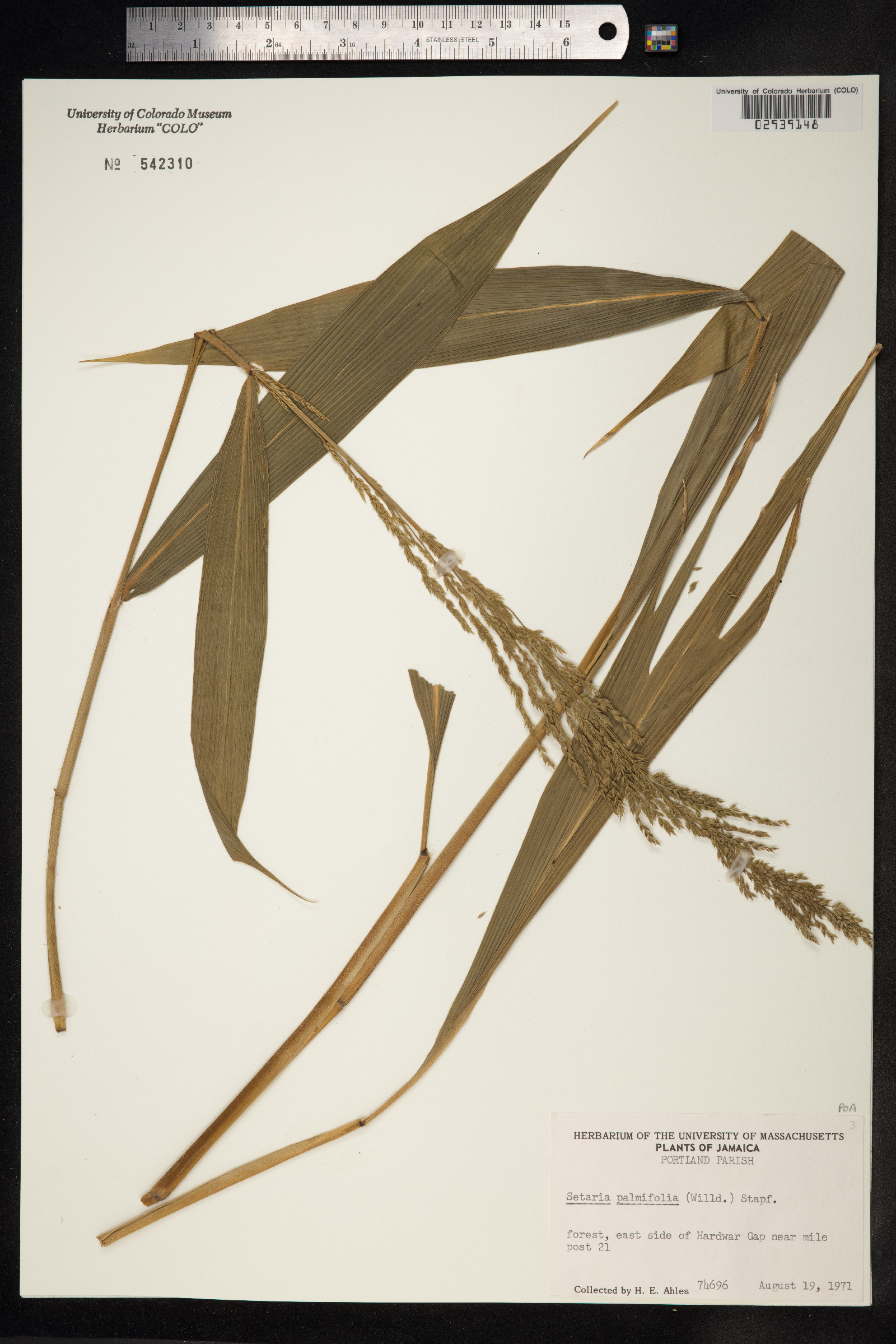 Setaria palmifolia image