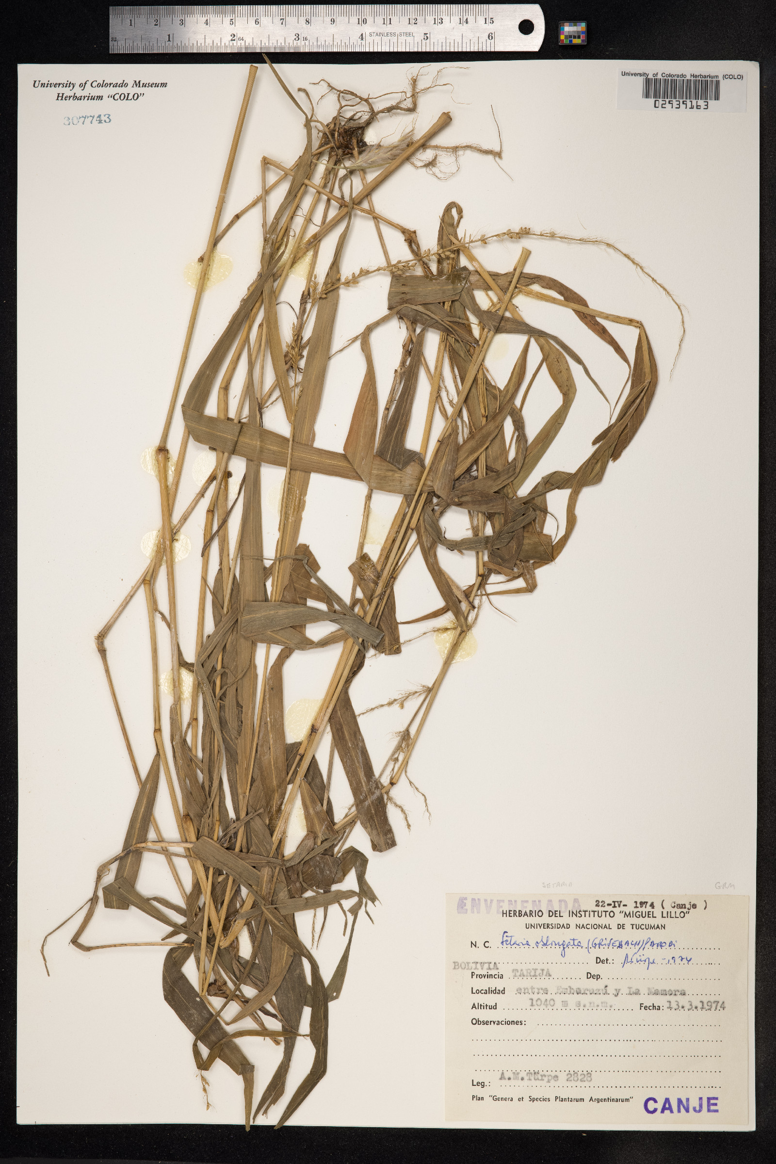 Setaria oblongata image