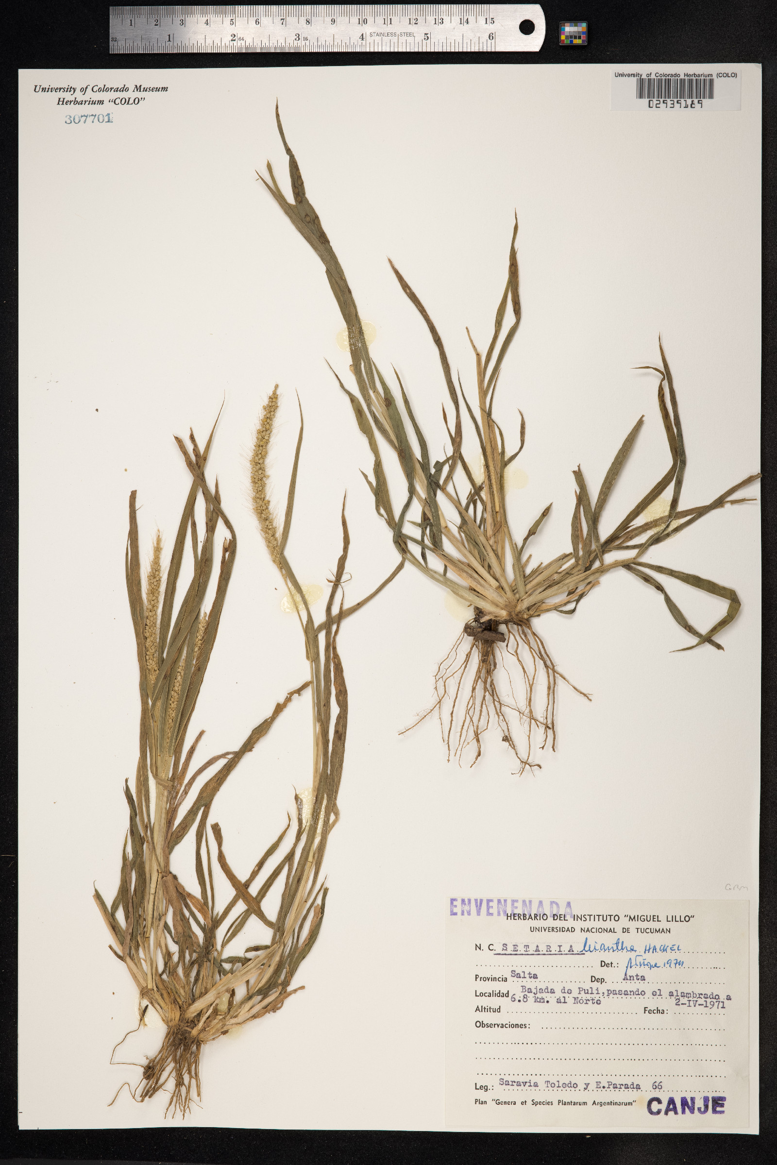 Setaria lachnea image