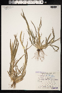 Image of Setaria lachnea