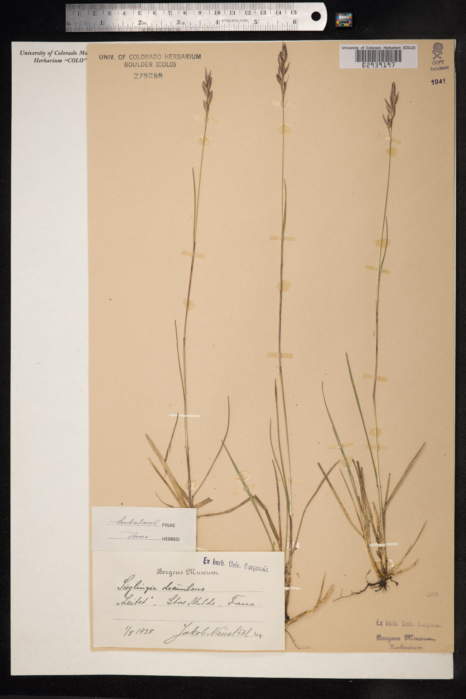 Danthonia decumbens image