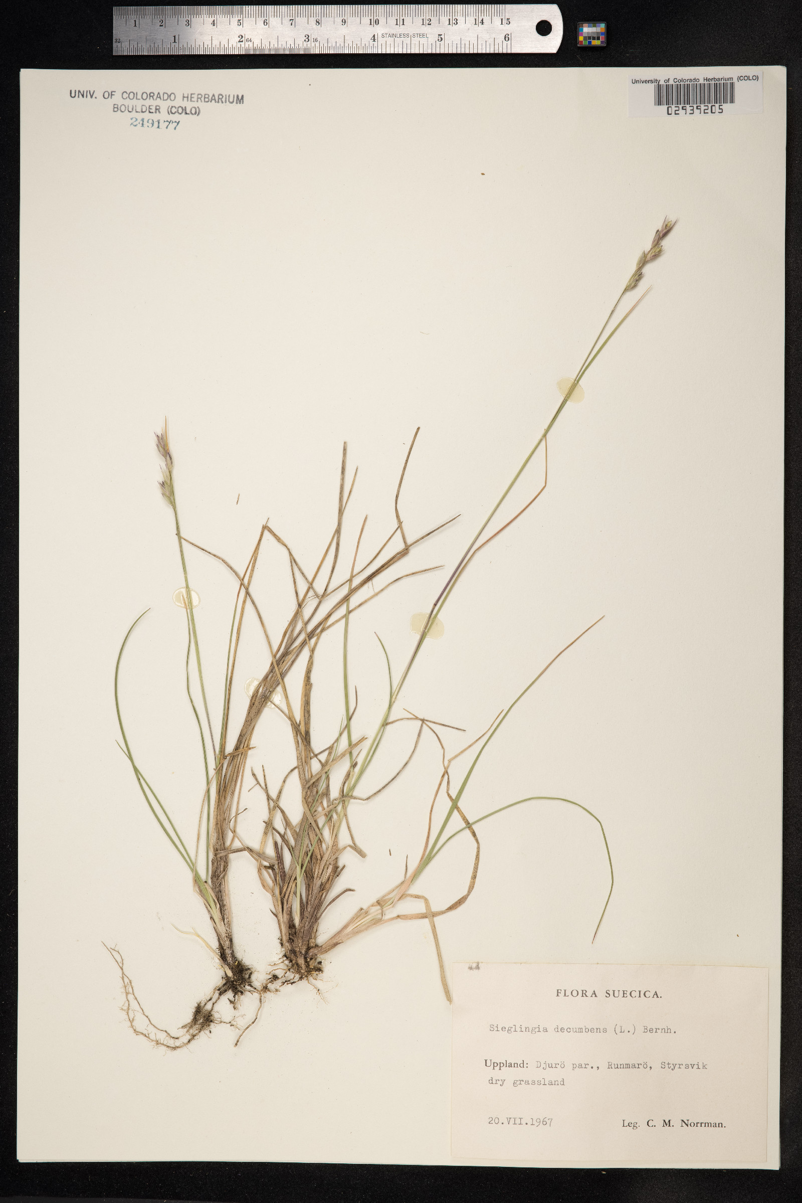 Danthonia decumbens image