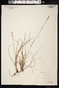 Danthonia decumbens image