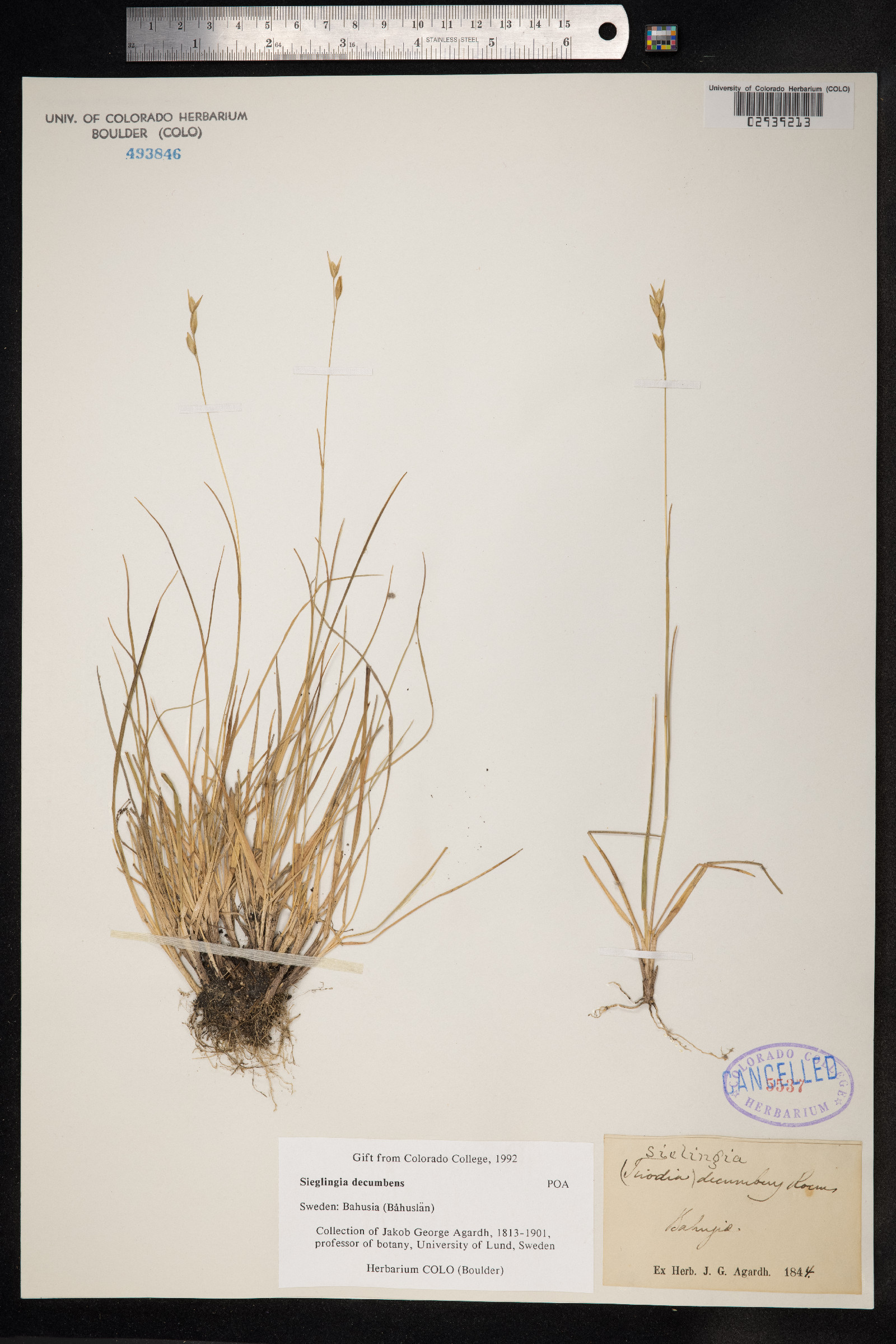 Danthonia decumbens image