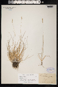 Danthonia decumbens image