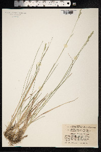 Danthonia decumbens image