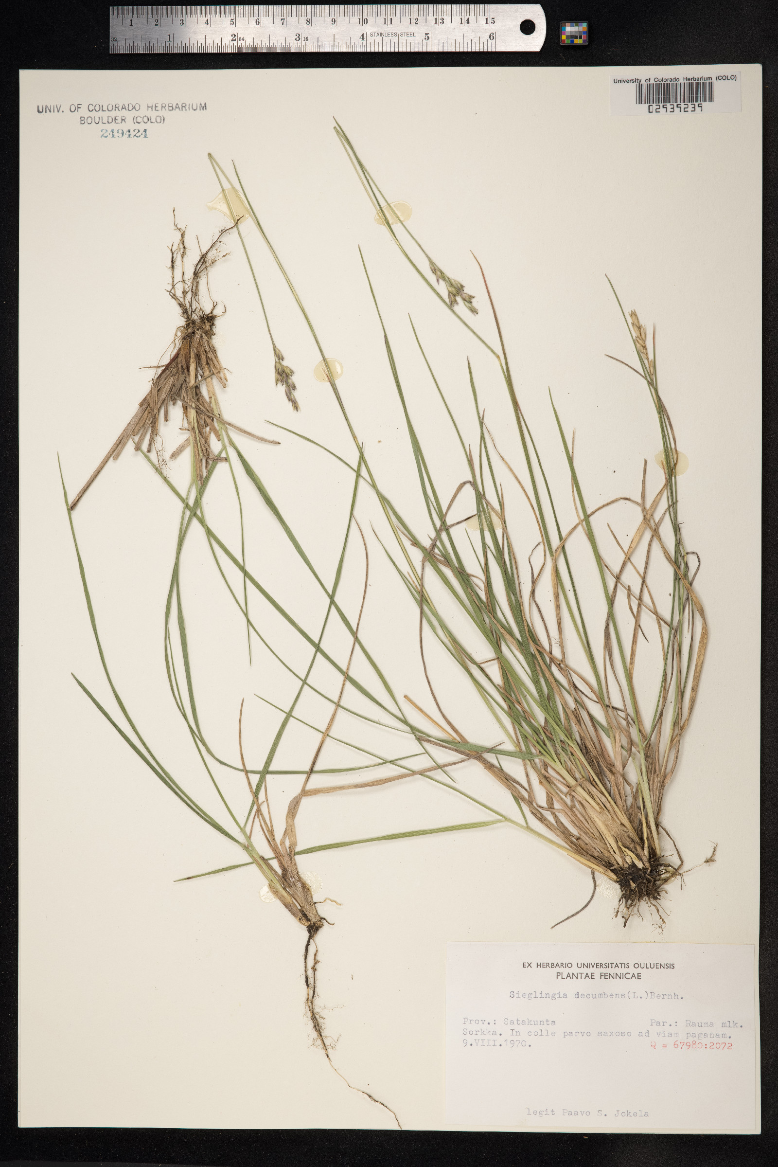 Danthonia decumbens image