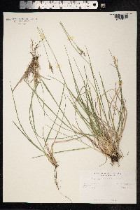Danthonia decumbens image