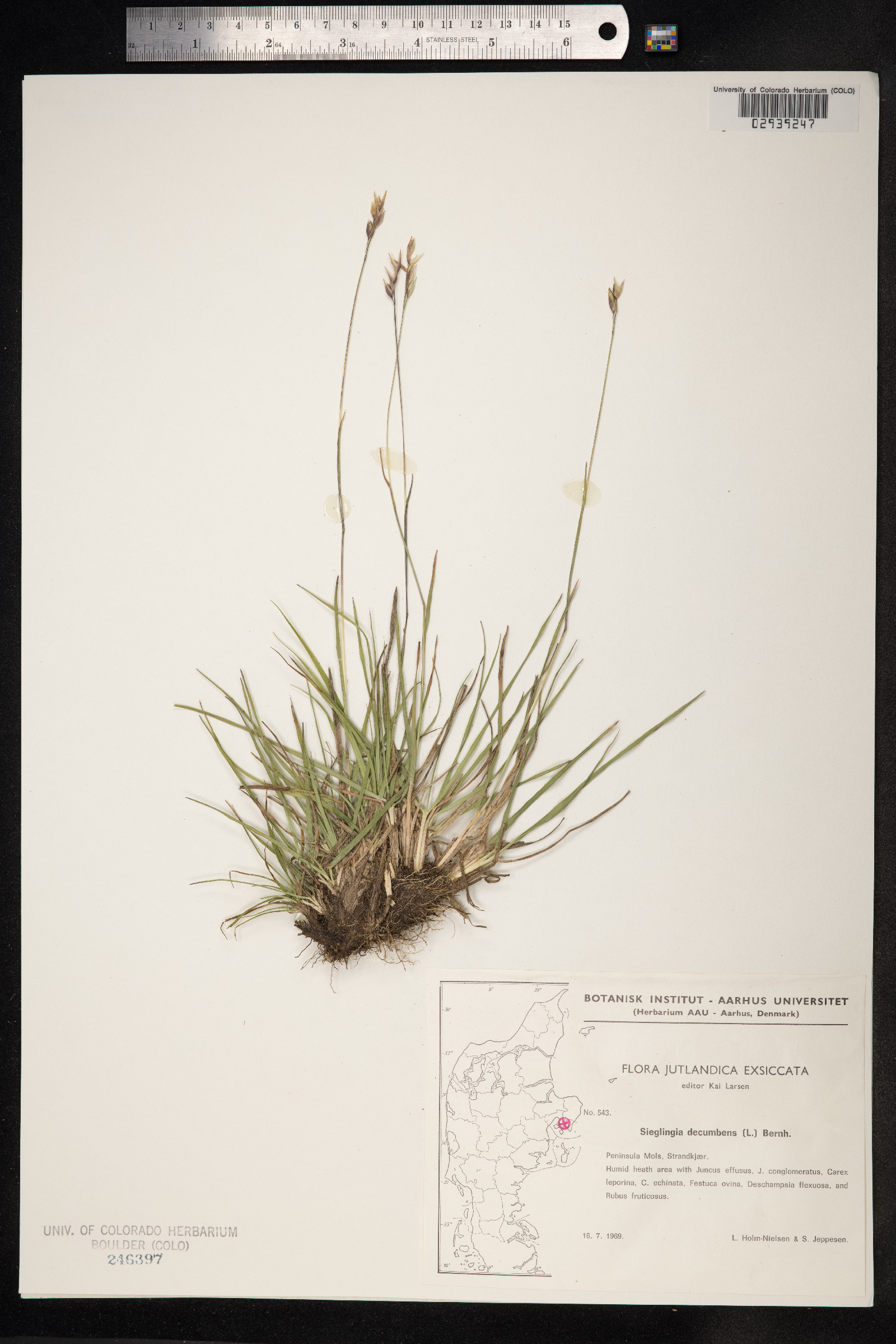 Danthonia decumbens image