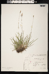 Danthonia decumbens image
