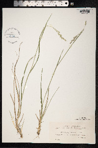 Danthonia decumbens image