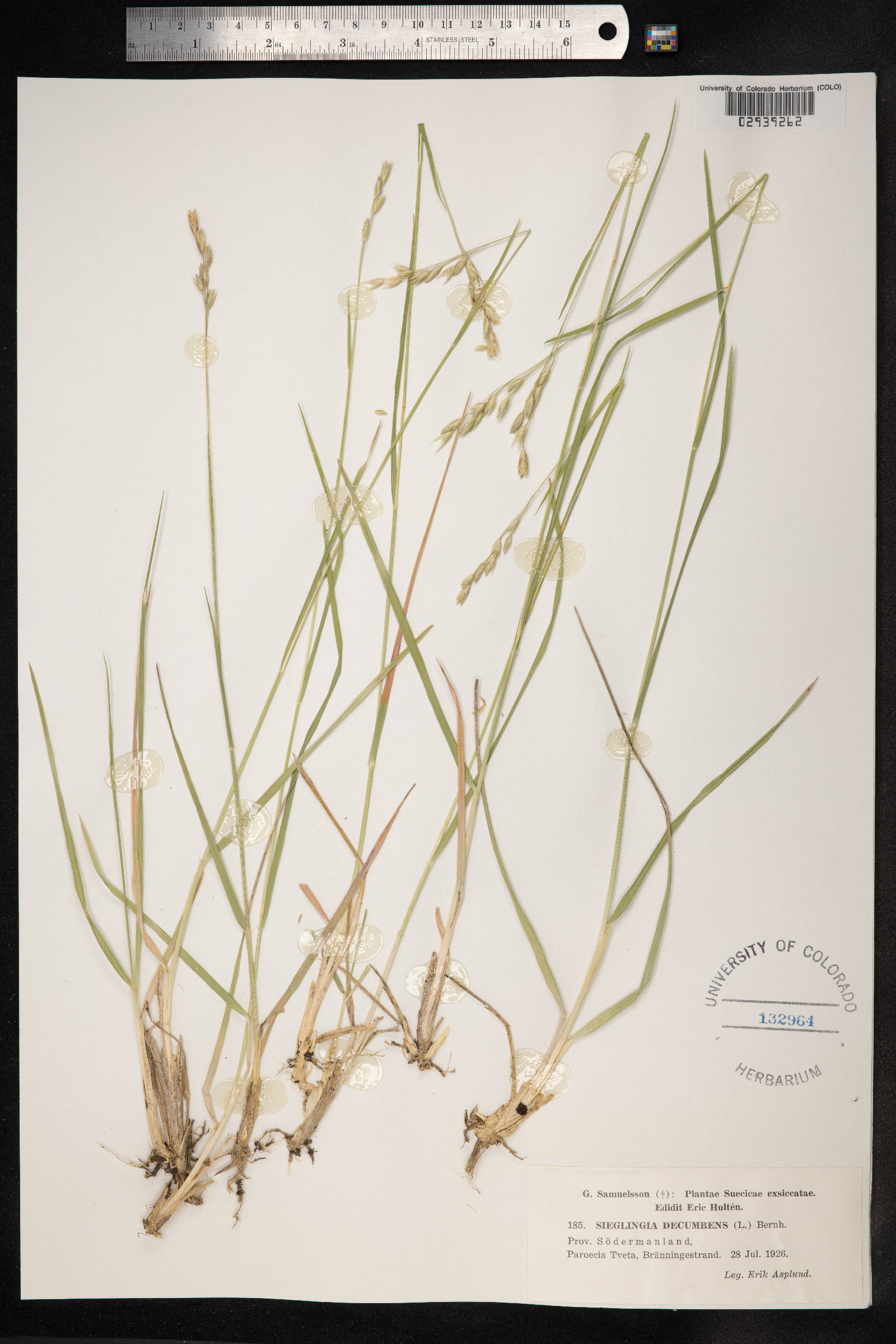 Danthonia image
