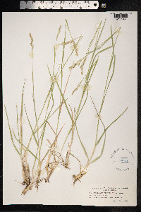 Danthonia decumbens image