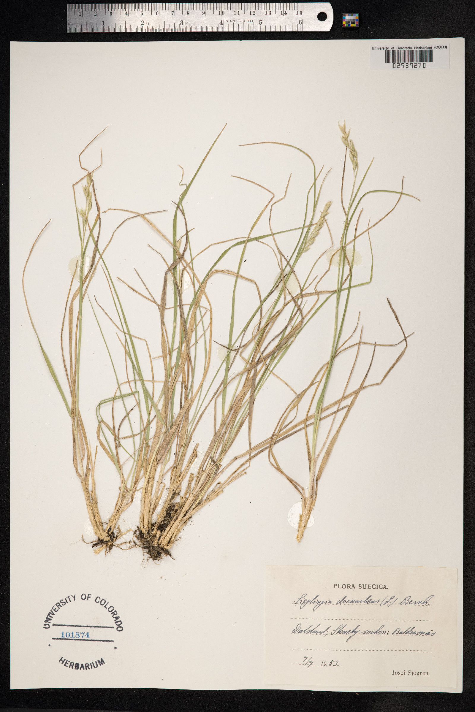 Danthonia decumbens image