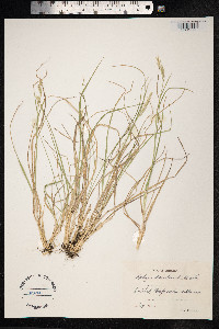Danthonia decumbens image