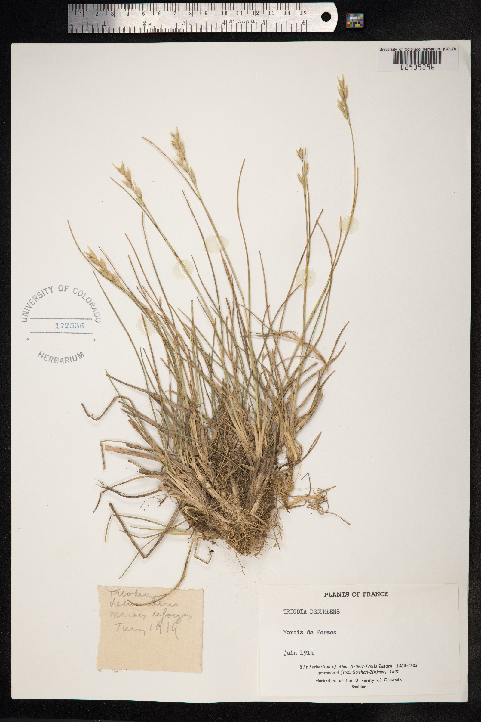 Danthonia decumbens image
