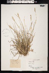 Danthonia decumbens image