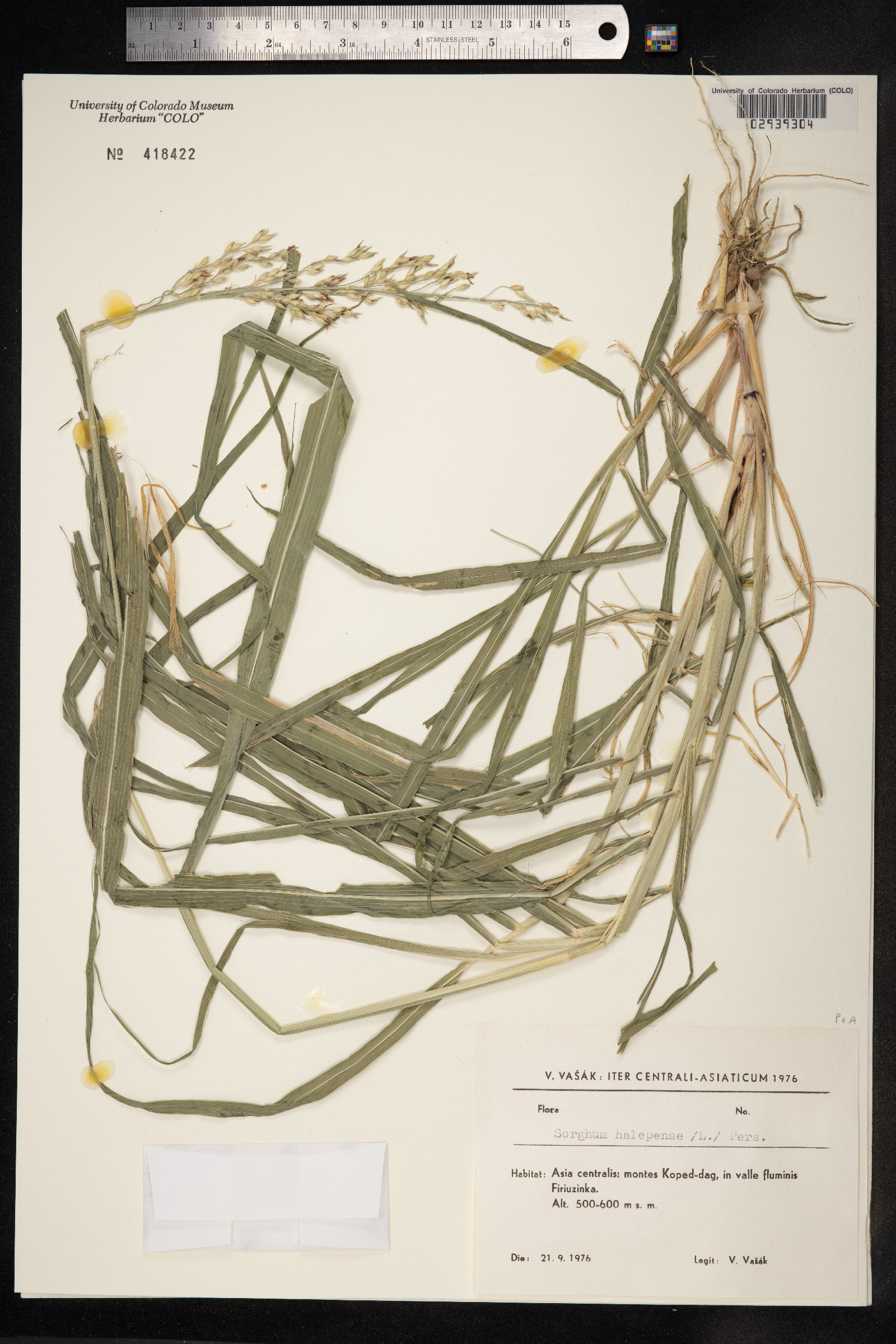 Sorghum halepense image