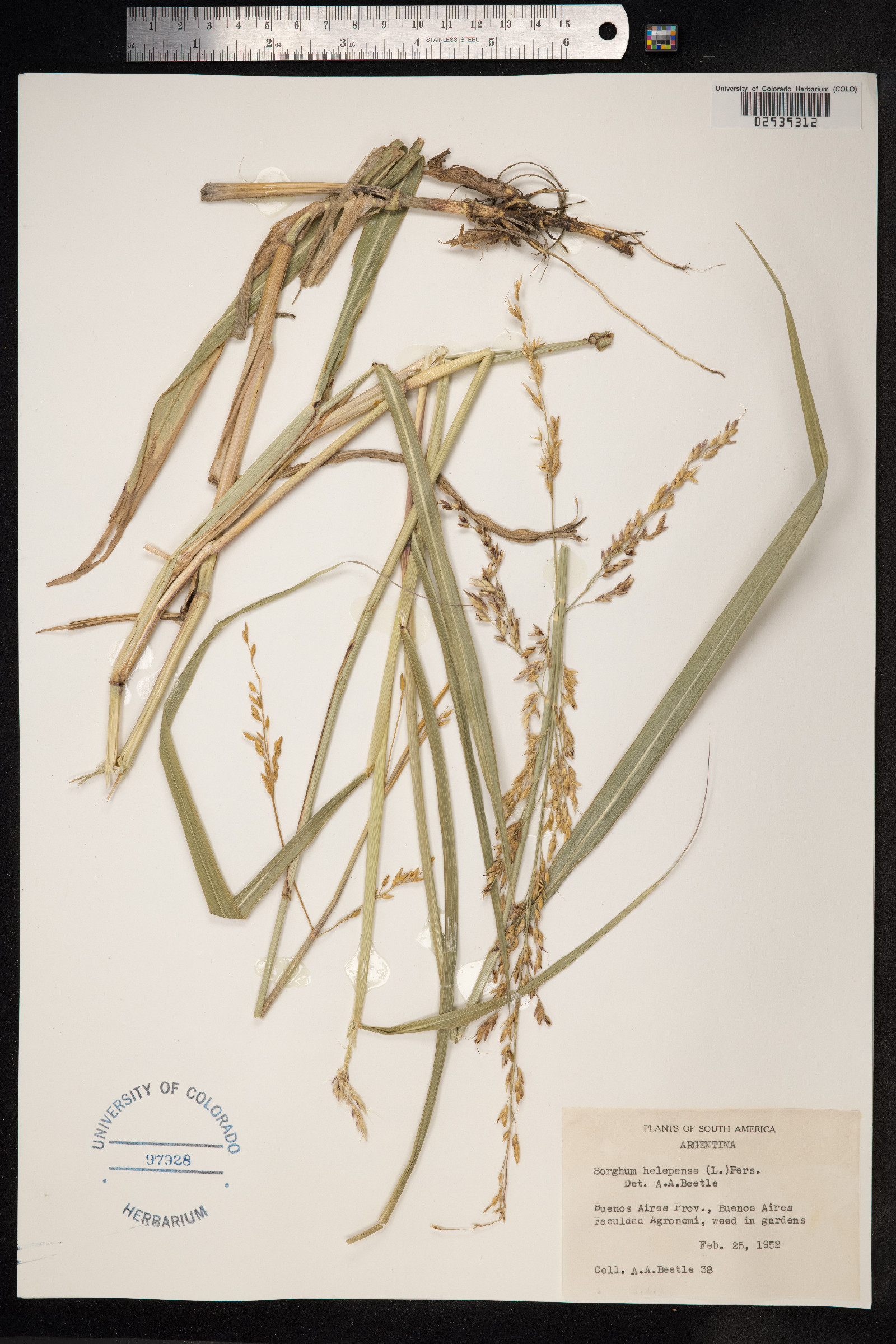 Sorghum halepense image