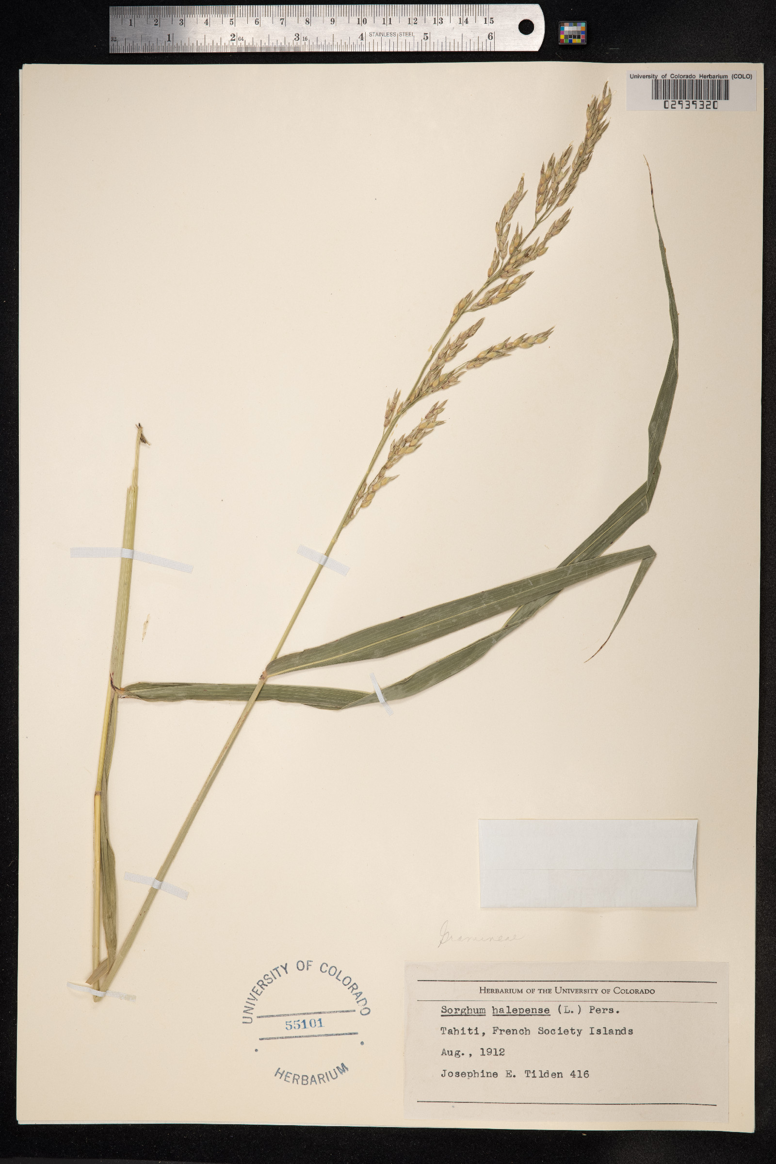 Sorghum halepense image