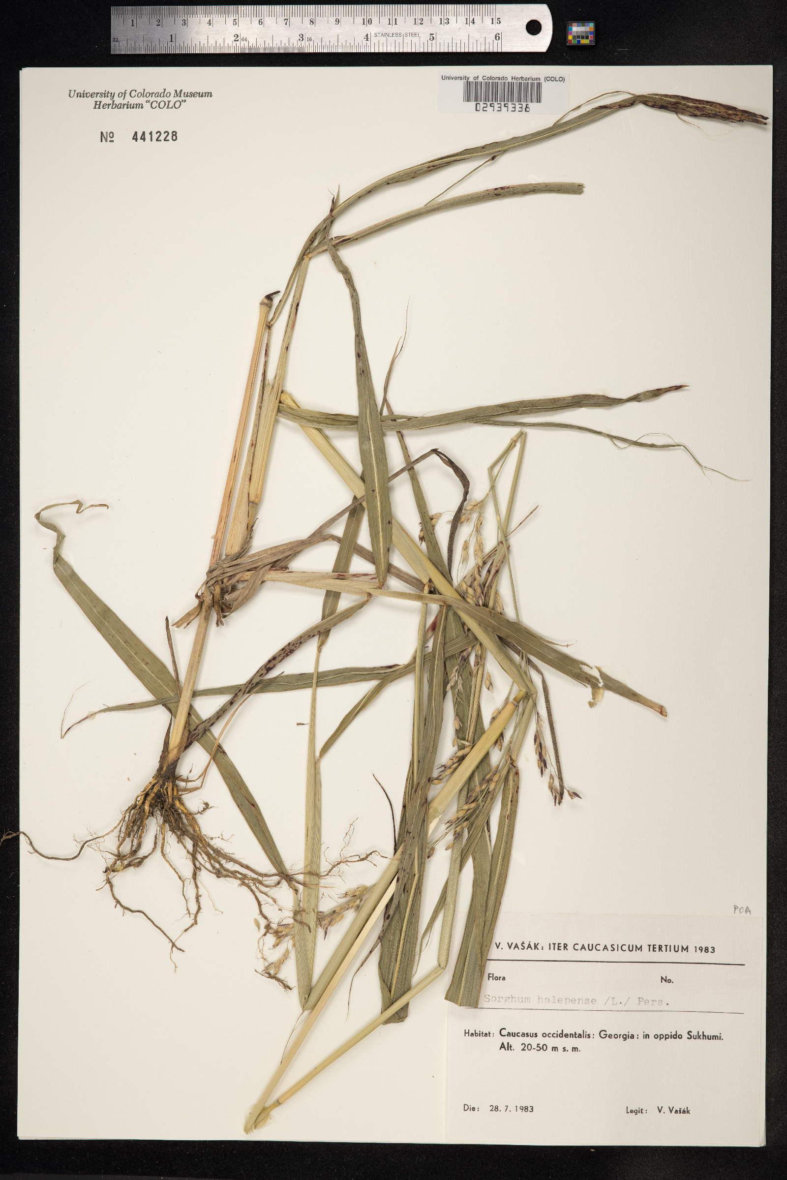 Sorghum halepense image