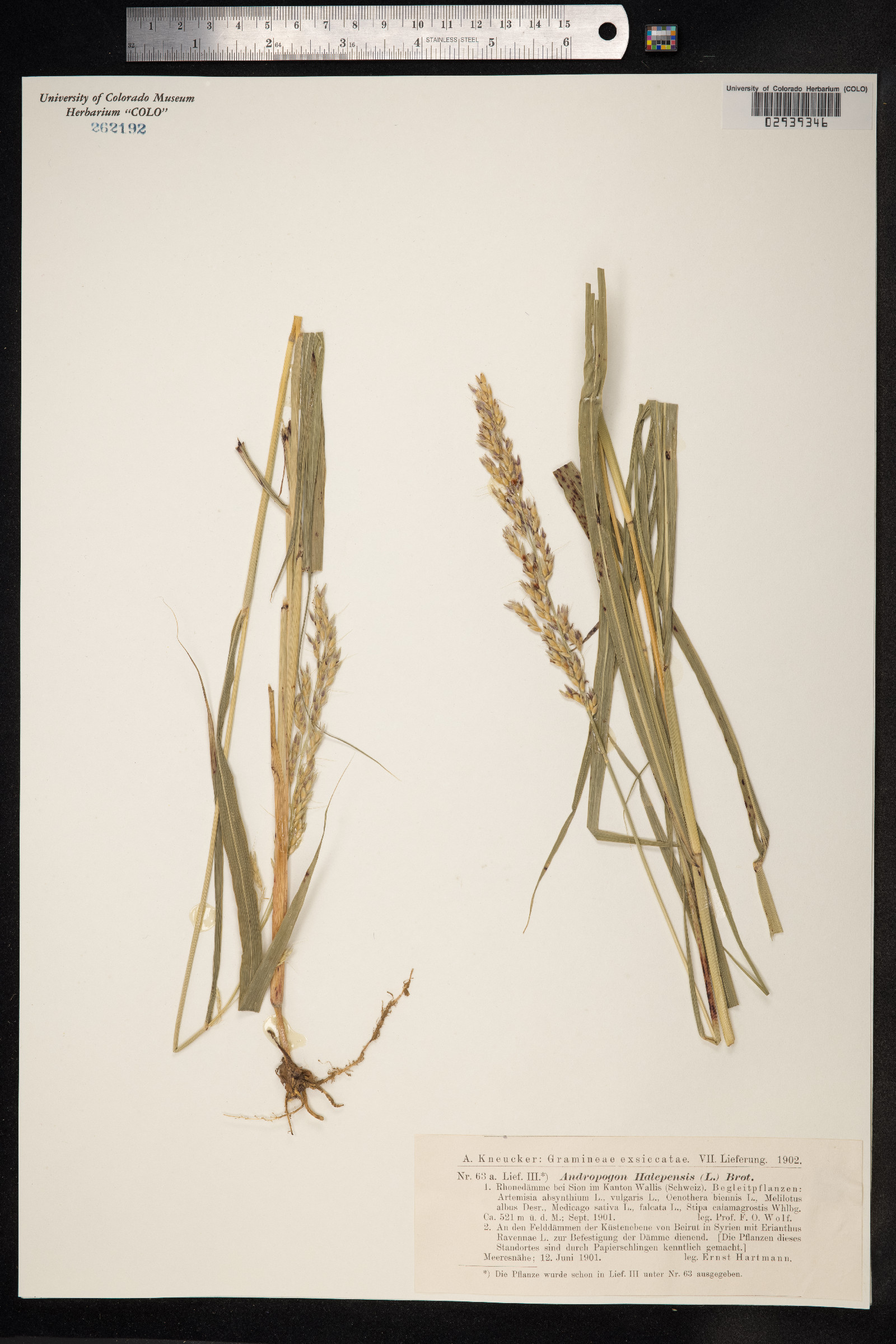 Sorghum halepense image
