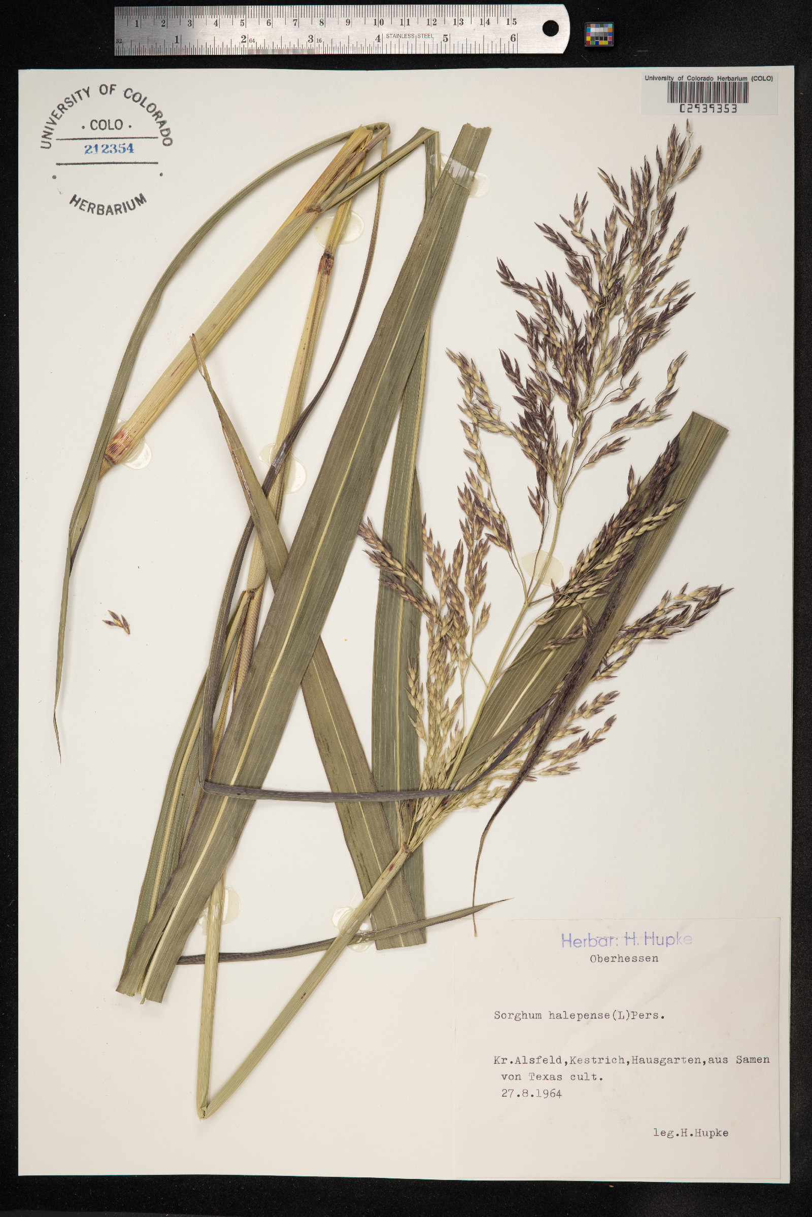Sorghum halepense image