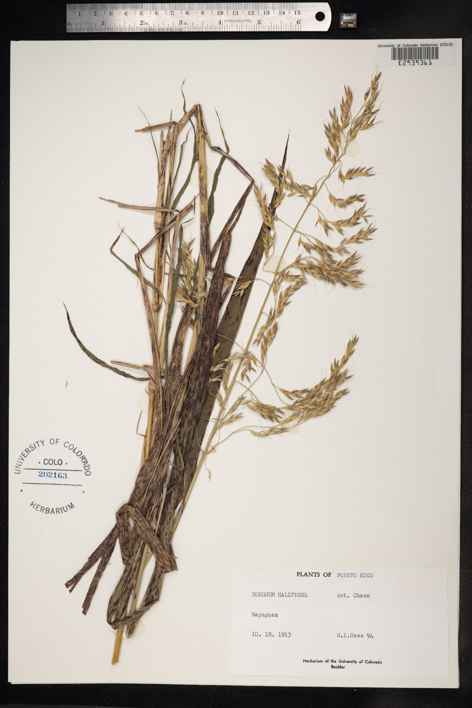 Sorghum halepense image