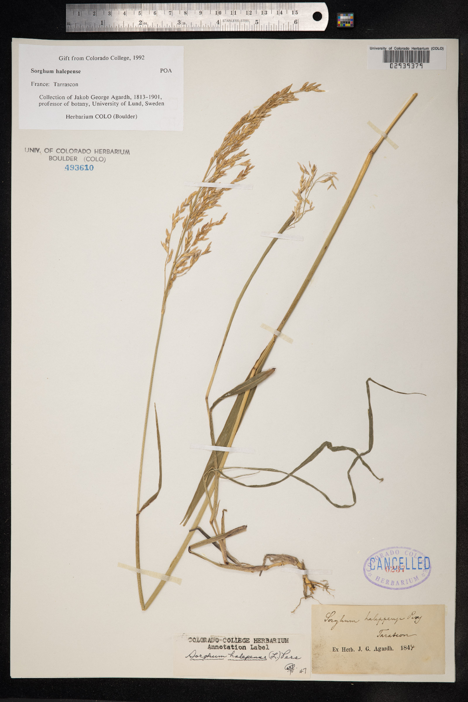 Sorghum halepense image