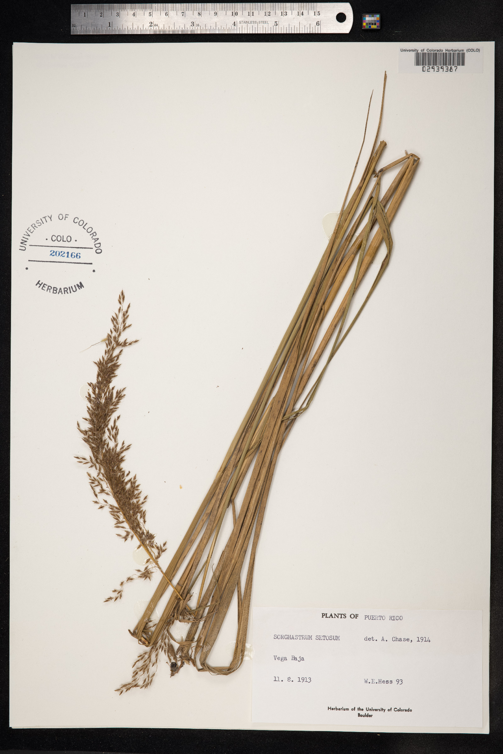 Sorghastrum setosum image