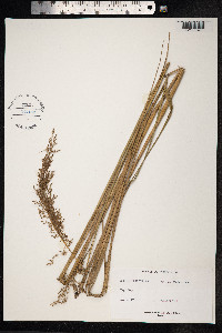 Image of Sorghastrum setosum