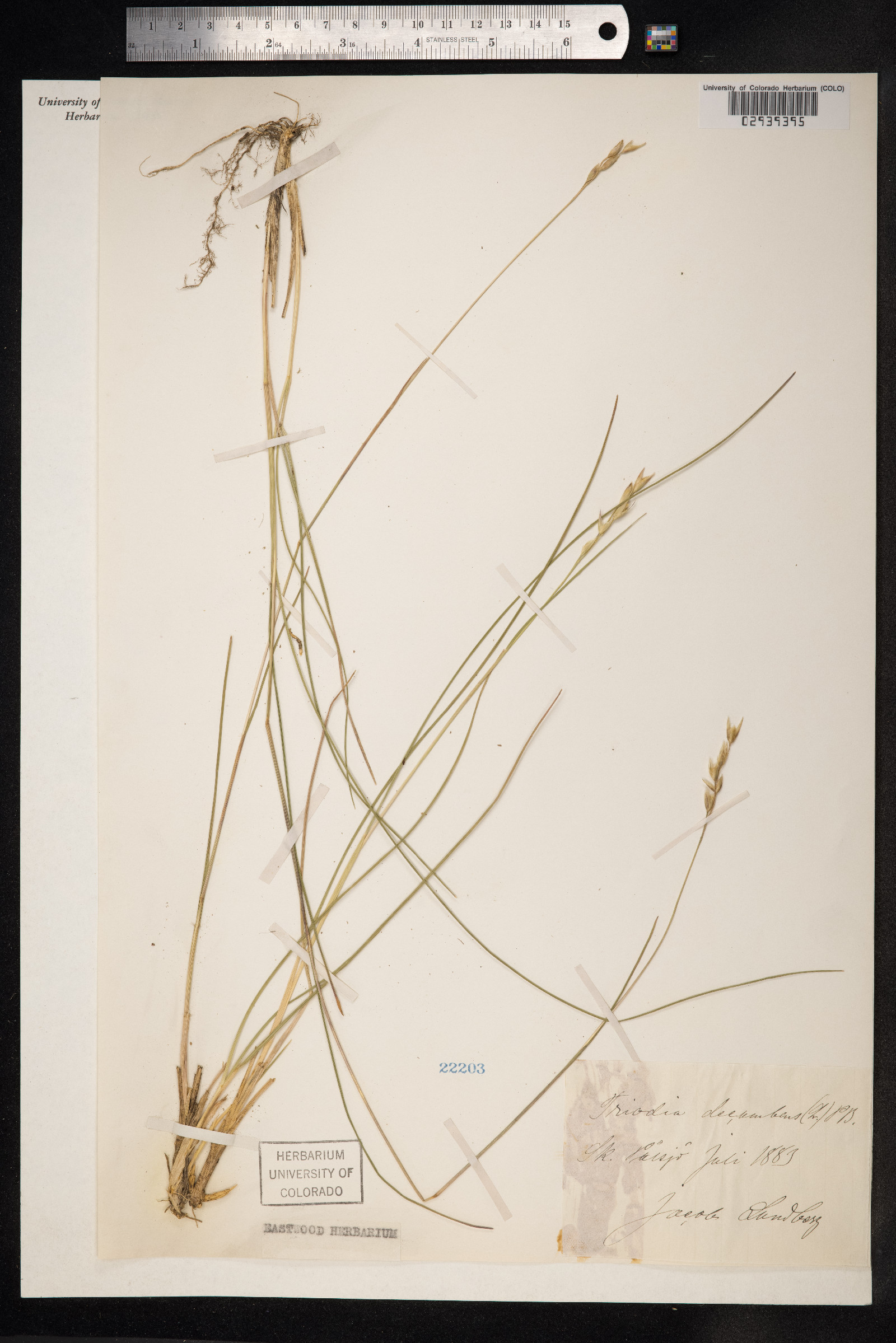 Danthonia decumbens image