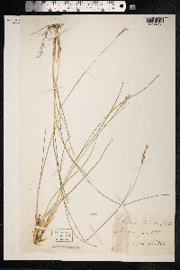 Danthonia decumbens image