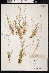 Danthonia decumbens image