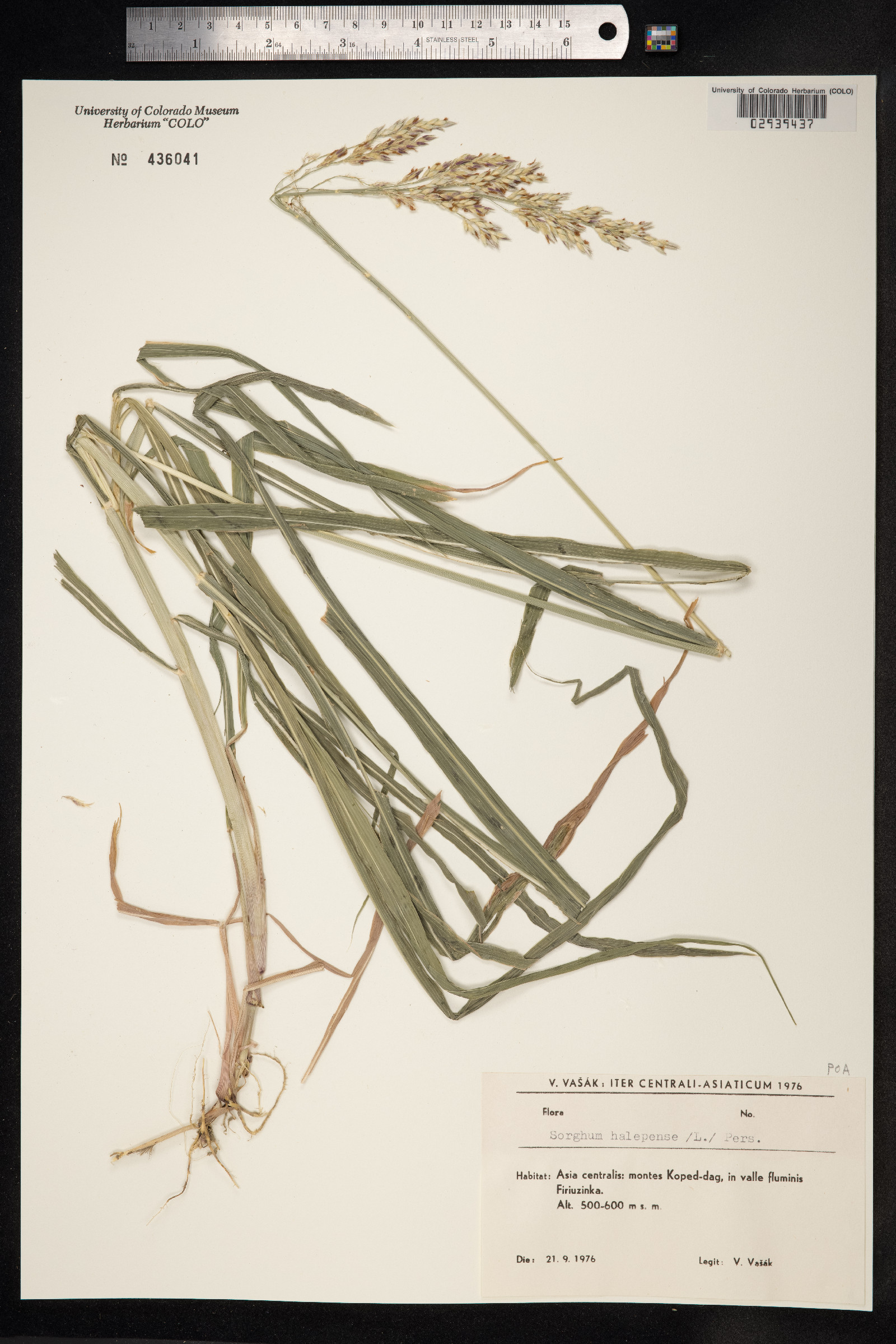 Sorghum halepense image