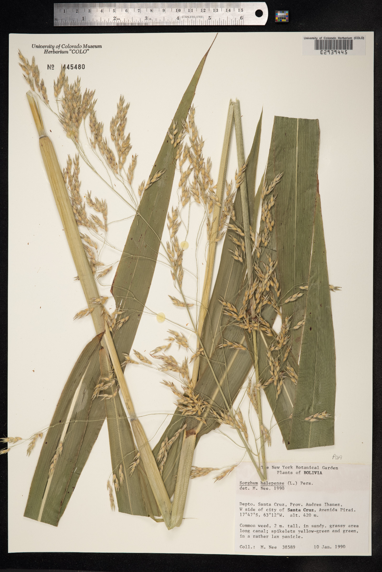 Sorghum halepense image