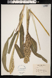 Sorghum bicolor image