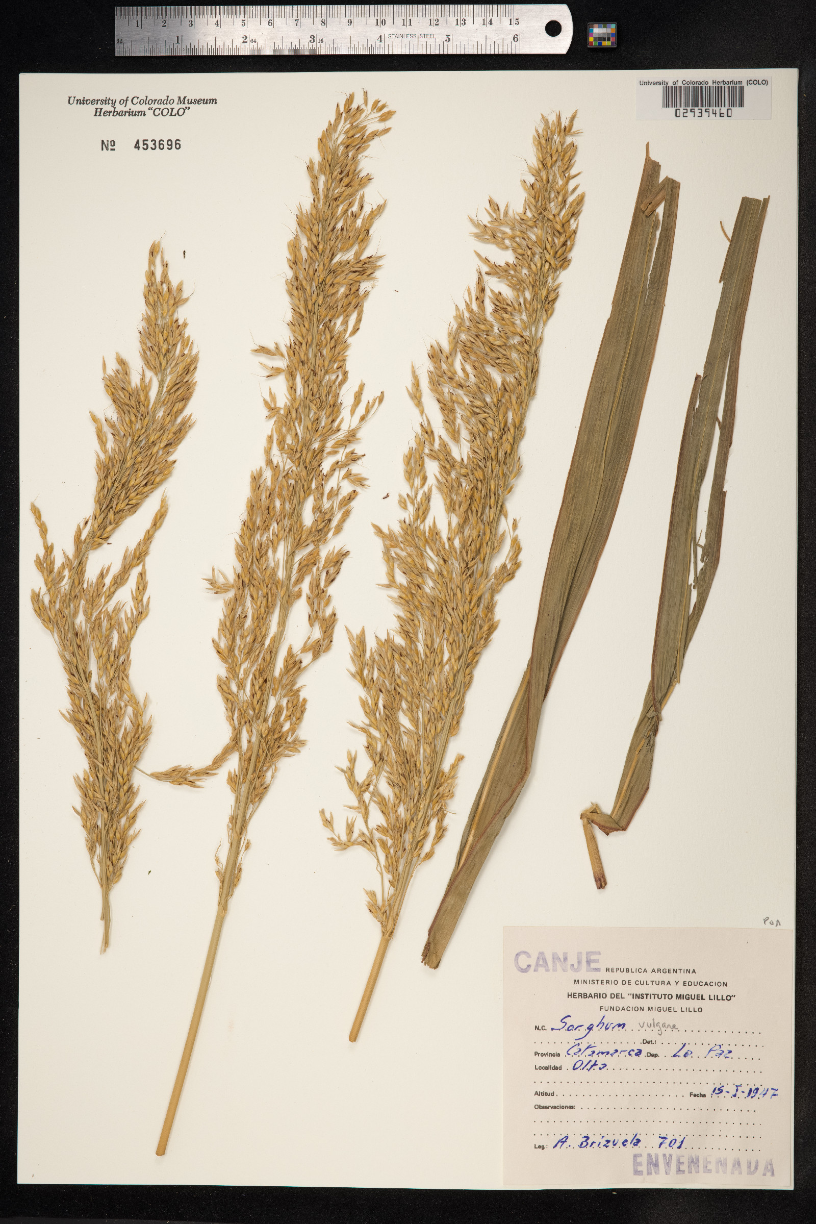 Sorghum bicolor image