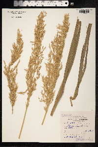Sorghum bicolor image