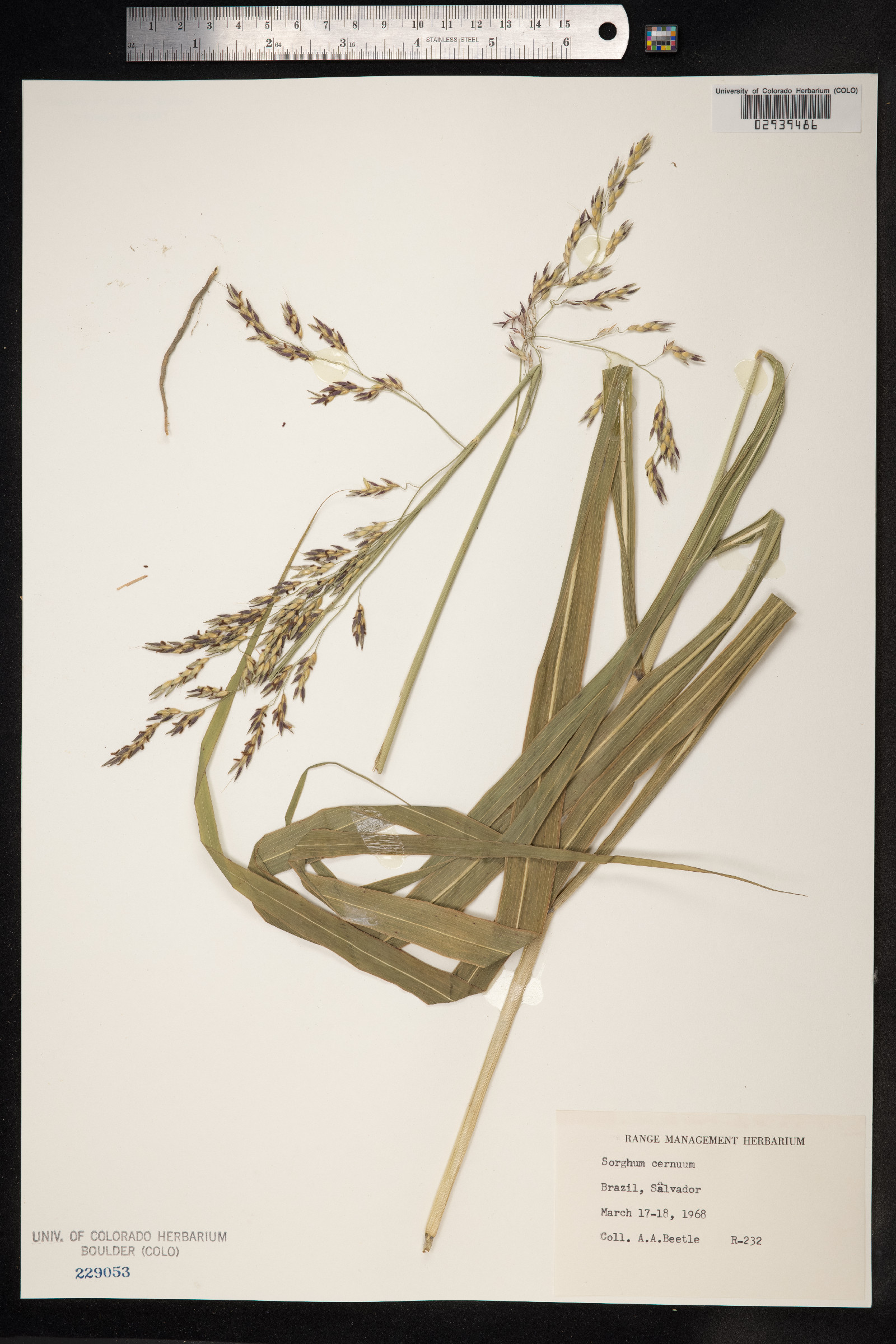 Sorghum image