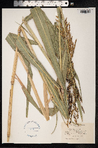 Sorghum X almum image