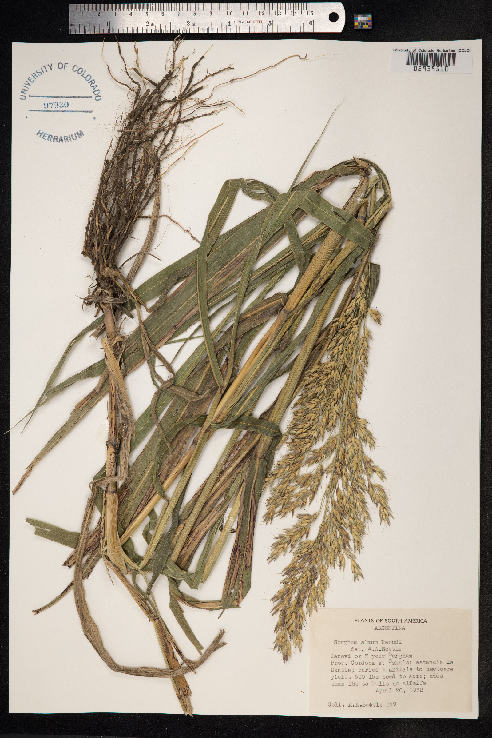 Sorghum X almum image