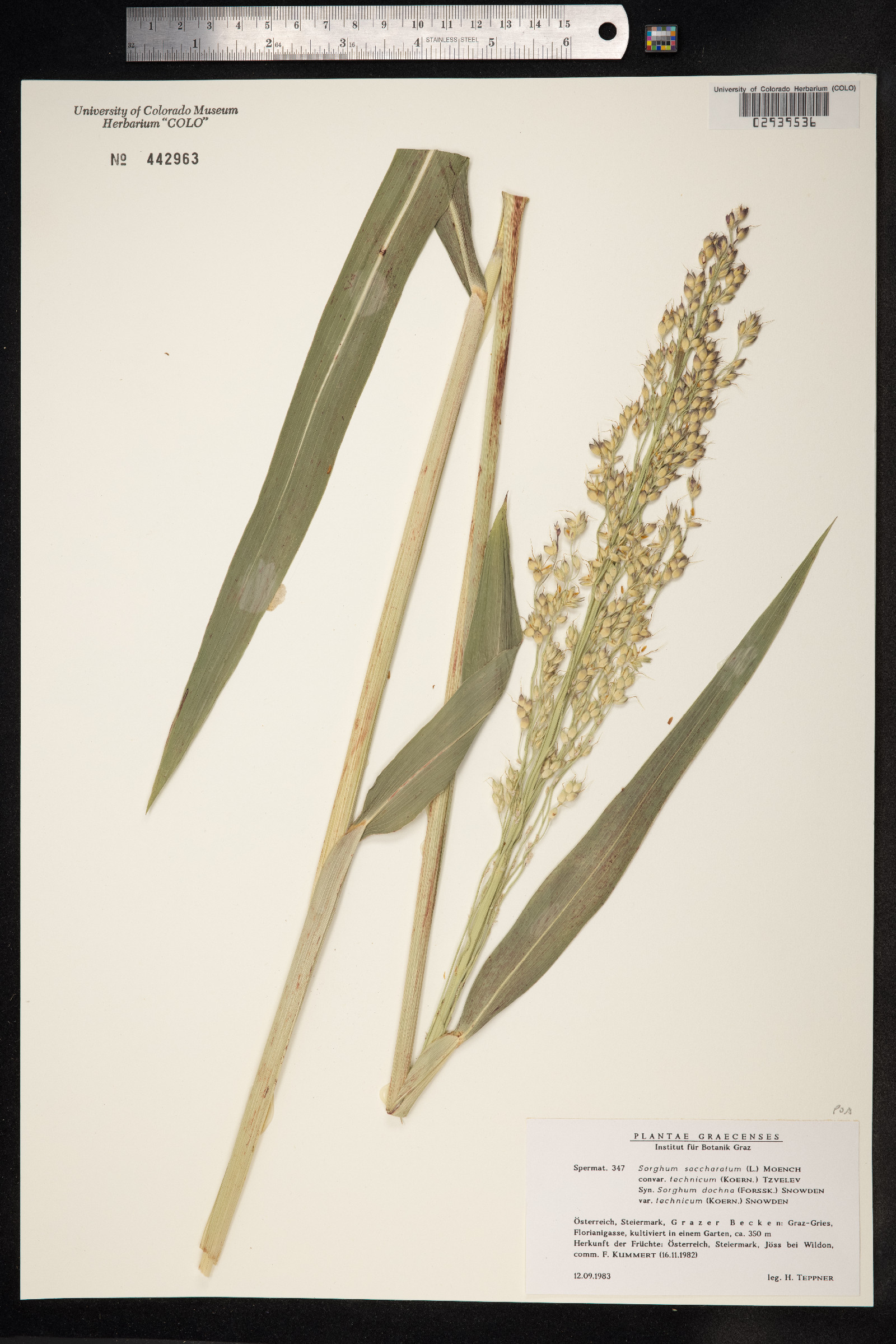 Sorghum saccharatum image