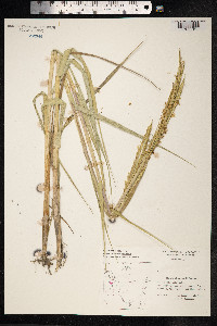 Spartina townsendii image