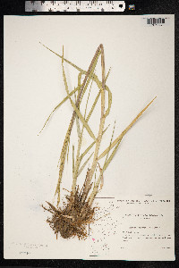Image of Spartina townsendii
