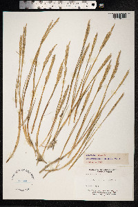 Image of Spartina maritima