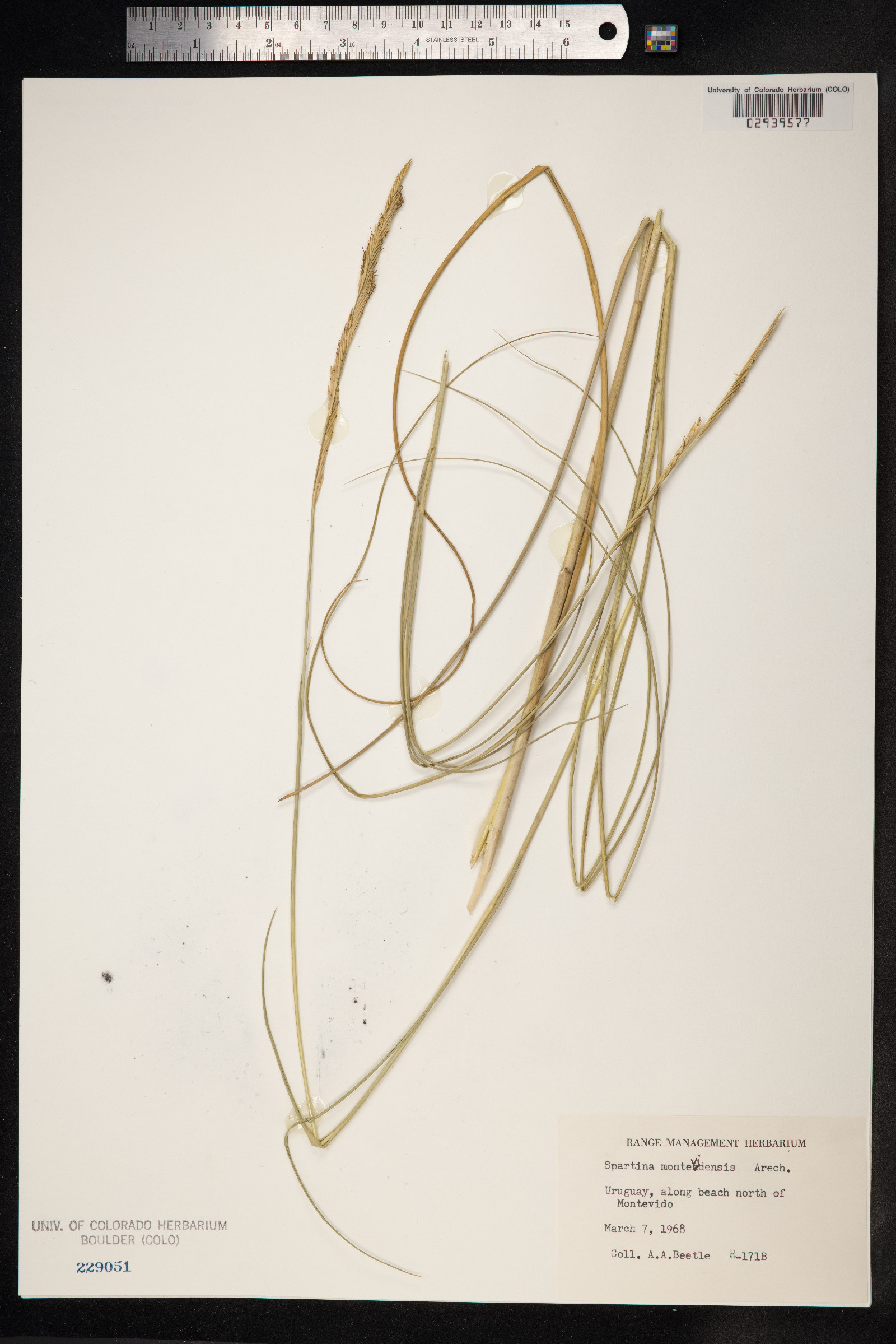 Spartina densiflora image
