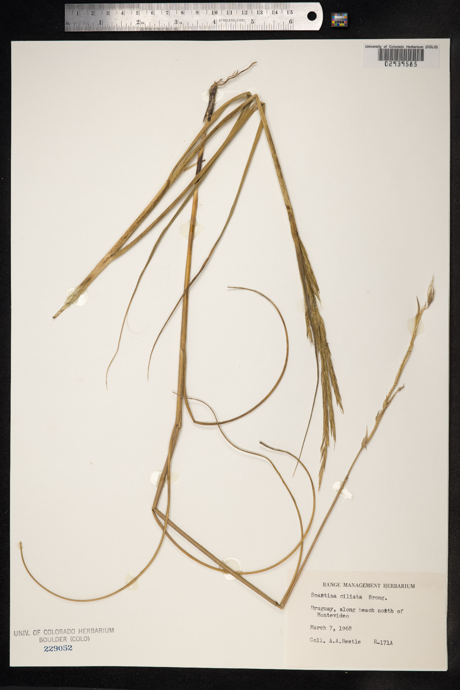 Spartina ciliata image